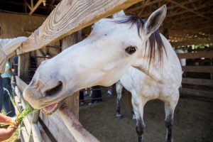 A white horse eats grass from someone's hand.  Photo taken 05-10-17.