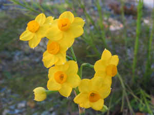 daffodils as cut flowers