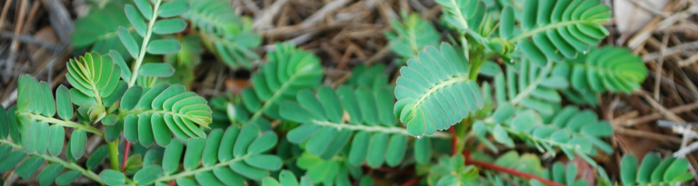 Weed Identification and Control Strategies for Professionals - UF/IFAS ...