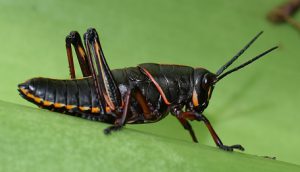 Immature Lubber grasshopper