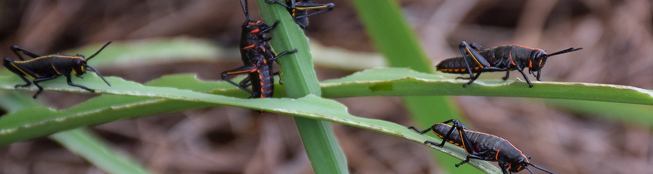 Lubber grasshopper nymphs feed in groups