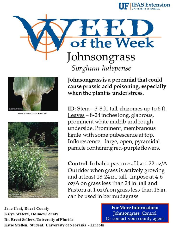 Weekly Weed: Johnsongrass (Sorghum halepense)