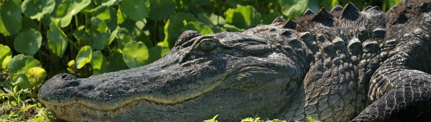 Paynes Prairie State Park, Alachua Sink, alligators, water, grass, weeds, bank. UF/IFAS Photos: Thomas Wright.