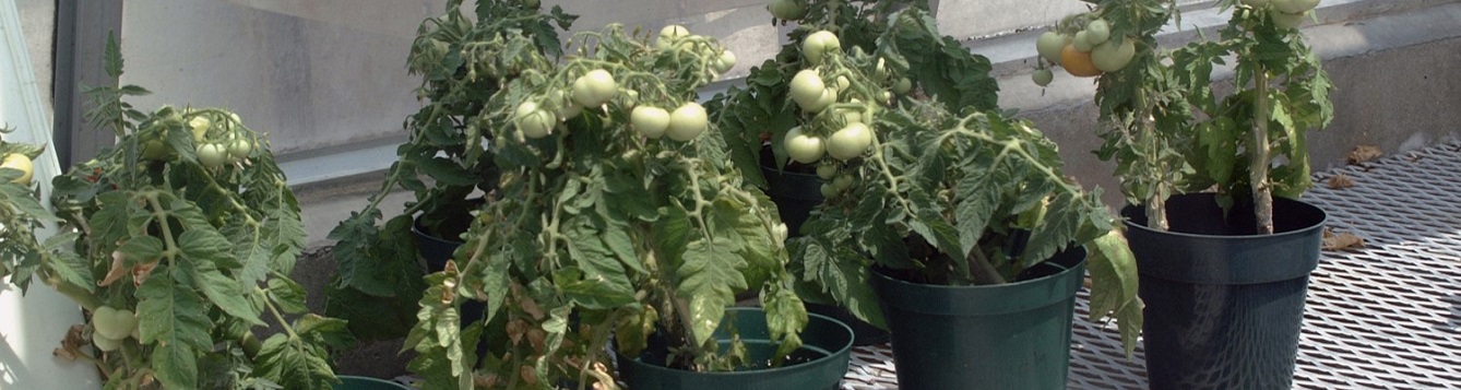 Tomatoes to be examined for diseases.