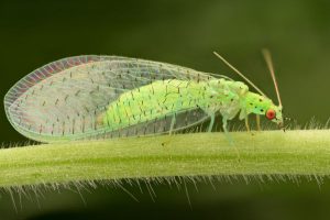 Lacewings - natural predators of whitefly