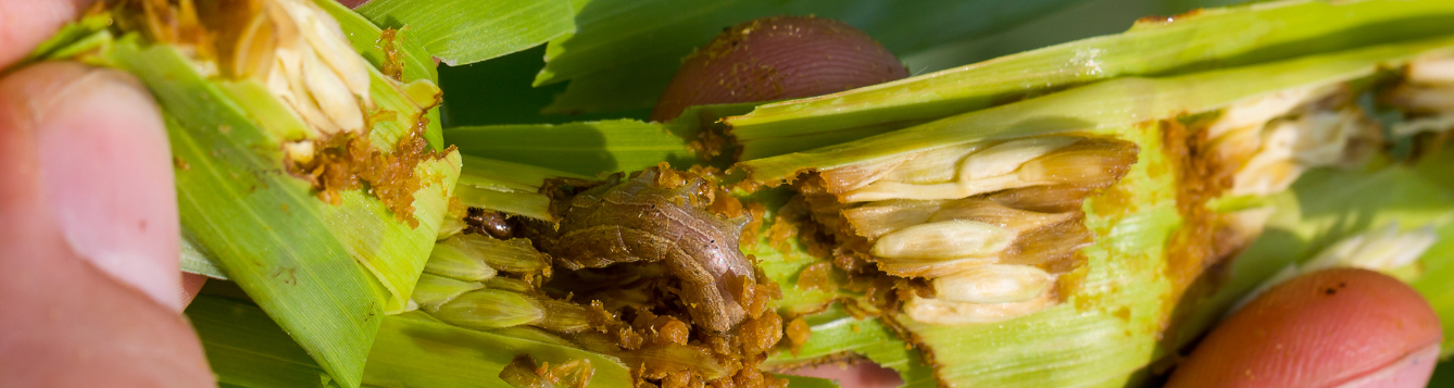 Pest Damage | Integrated pest management