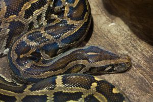 Invasive Burmese Pythons