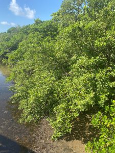 Mangroves in northeast Florida - UF/IFAS Extension Duval County