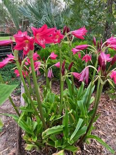 Crinum Lilies in Jacksonville Gardens