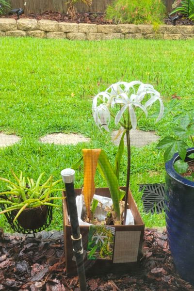 White Crinum Lily in Jacksonville