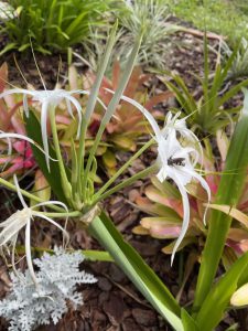 white crinum lily or spider lily