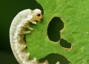 Bugs on plants diagnosis