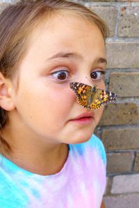 Butterflies in the garden