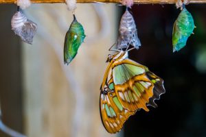 butterfly emerging from crysalis