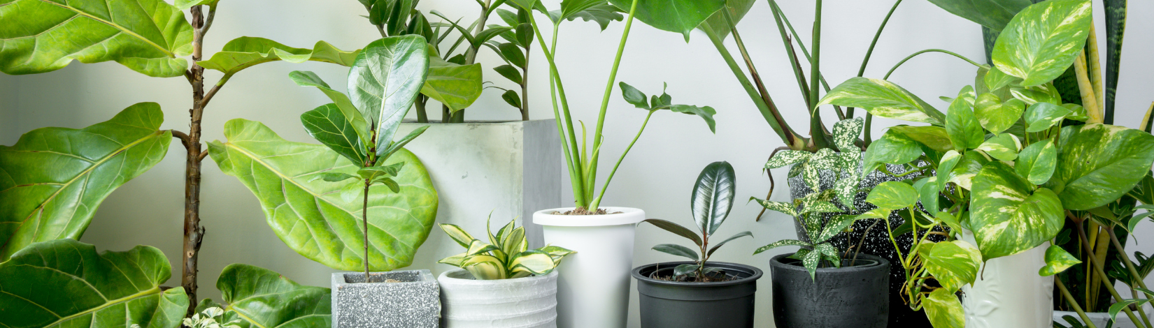 Gardening Q&A: Does joining the houseplant craze tempt you? - UF/IFAS ...