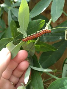 Attract gulf fritallaries butterflies into your garden