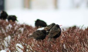 Birds in winter