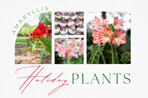 holiday plants - amaryllis