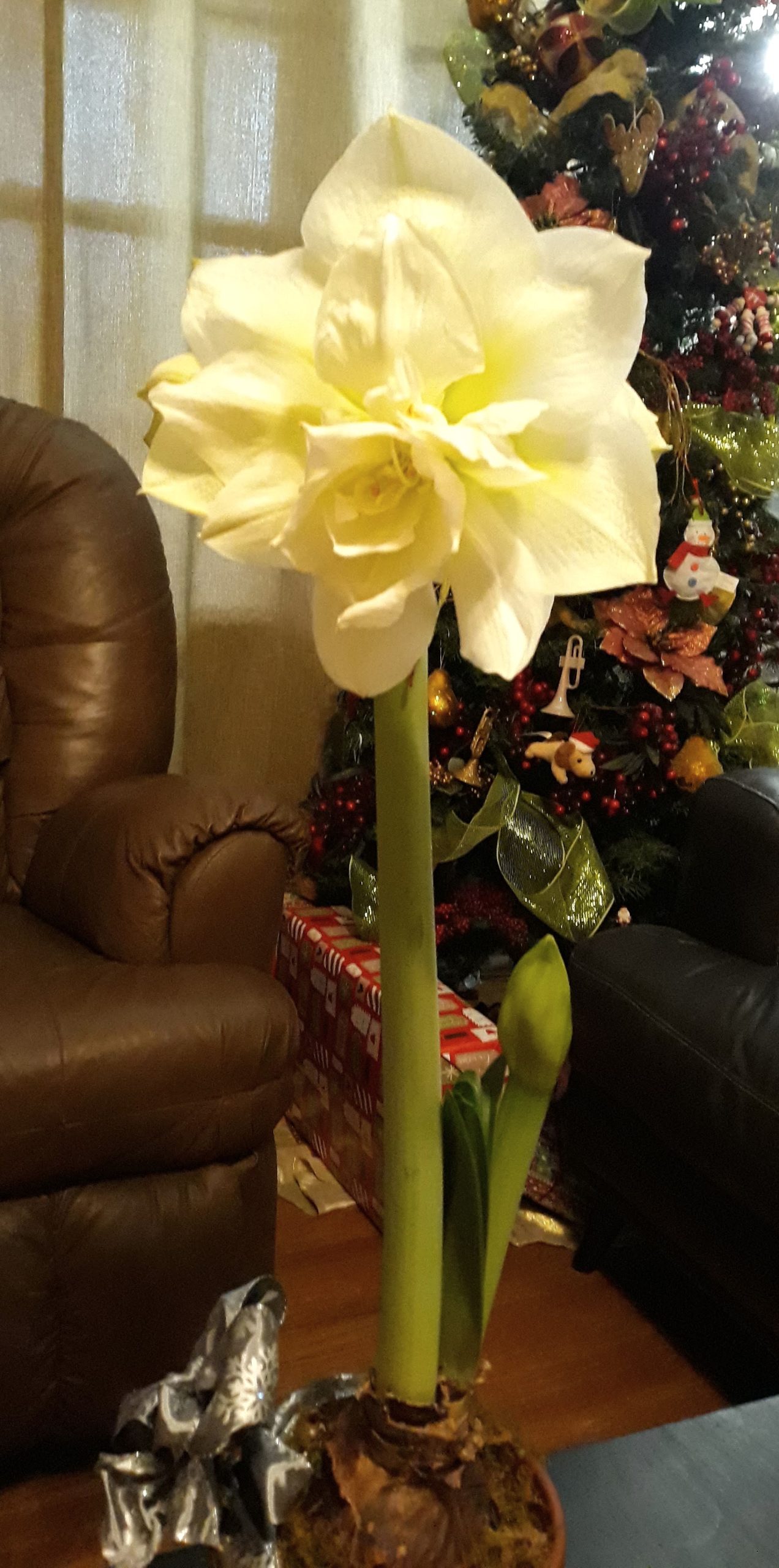 Amaryllis For The Holidays And Beyond Uf Ifas Extension Duval County