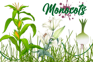 Examples of monocots