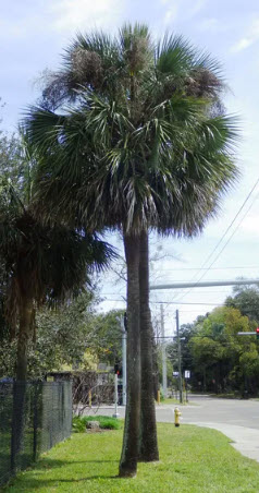 Sable Palm tree, the state tree of florida