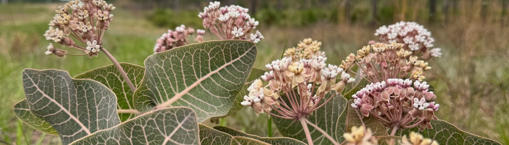 Native Florida Sandhill Milkweed
