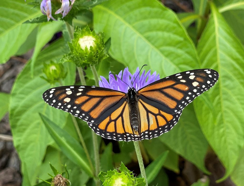 Milkweed is for More Than Monarchs - UF/IFAS Extension Duval County