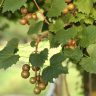 Muscadine grapes on vine.
