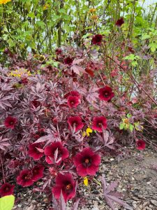 Plant with maroon leaves and flowers