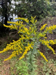 Golden yellow spiky flower