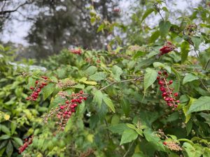 Red berries on evergreen foliage