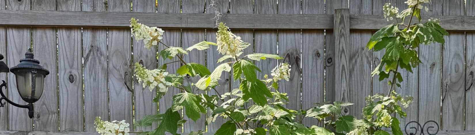 White flowers against a wooden fence