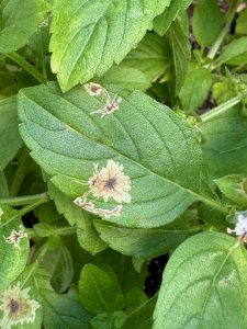 Brown splotches on basil leaves