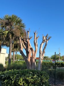 Poorly pruned crape myrtle