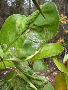 Lime tree leaf with damage