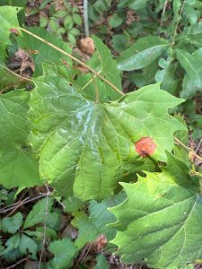 Green grape leaf on a vine