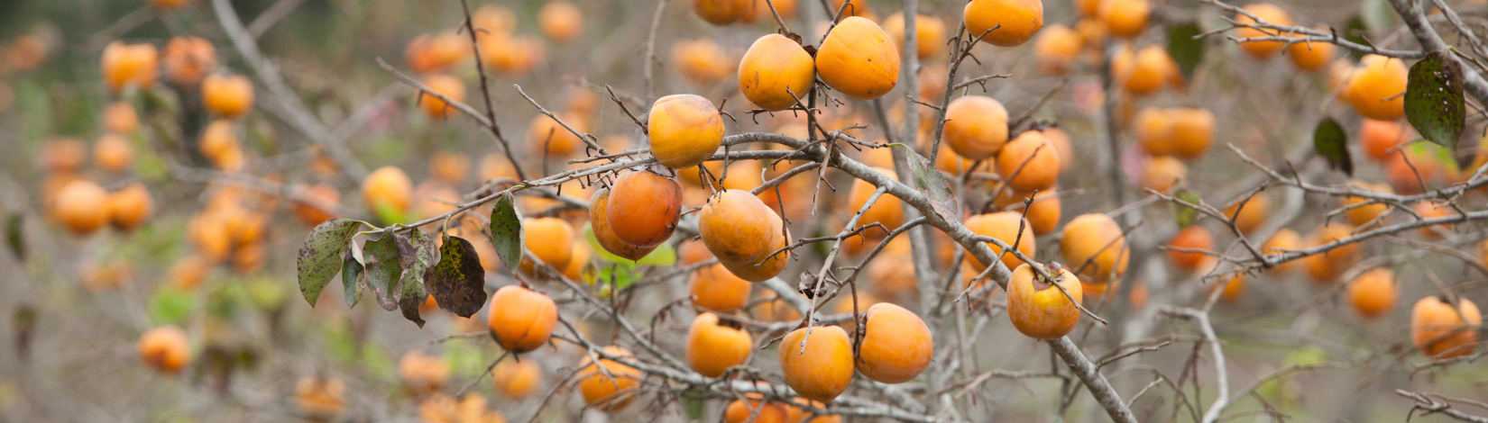 Persimmons UF/IFAS Photo by Tyler Jones
