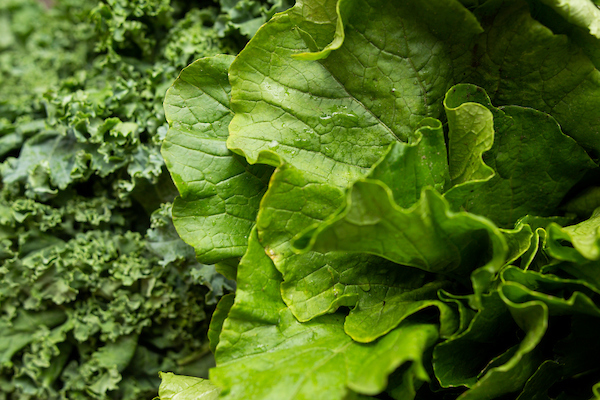 Lettuce and kale leaves. Photo taken 11-07-18.