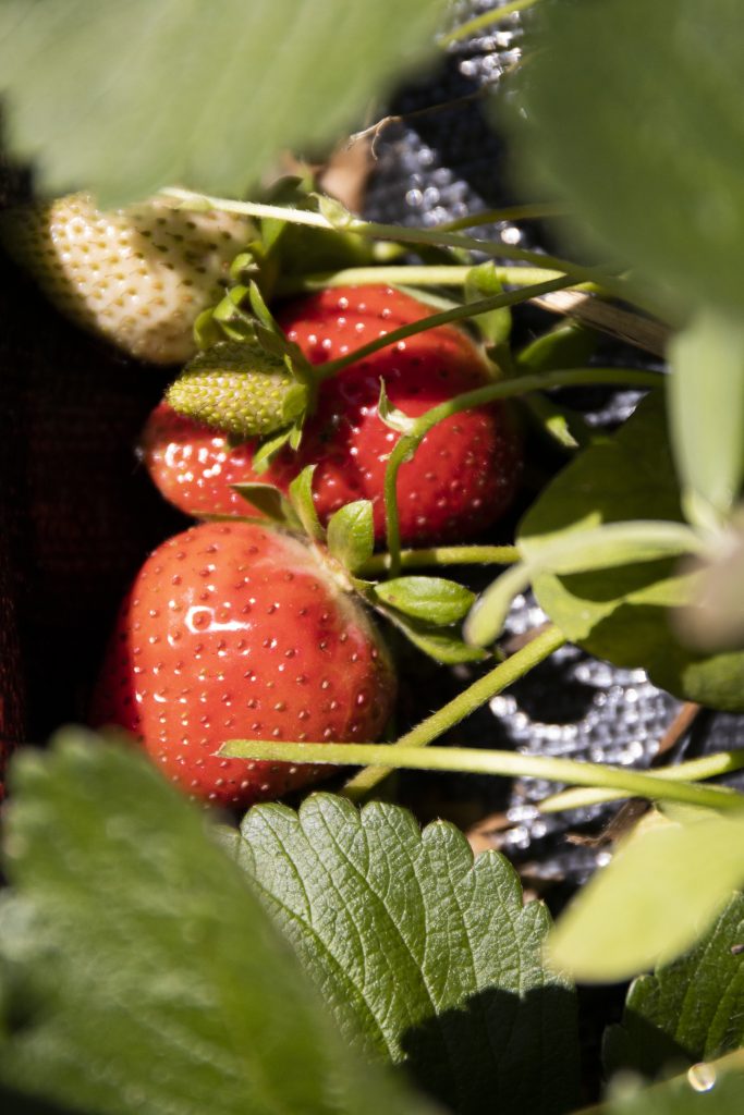 Strawberry cluster in a garden. 