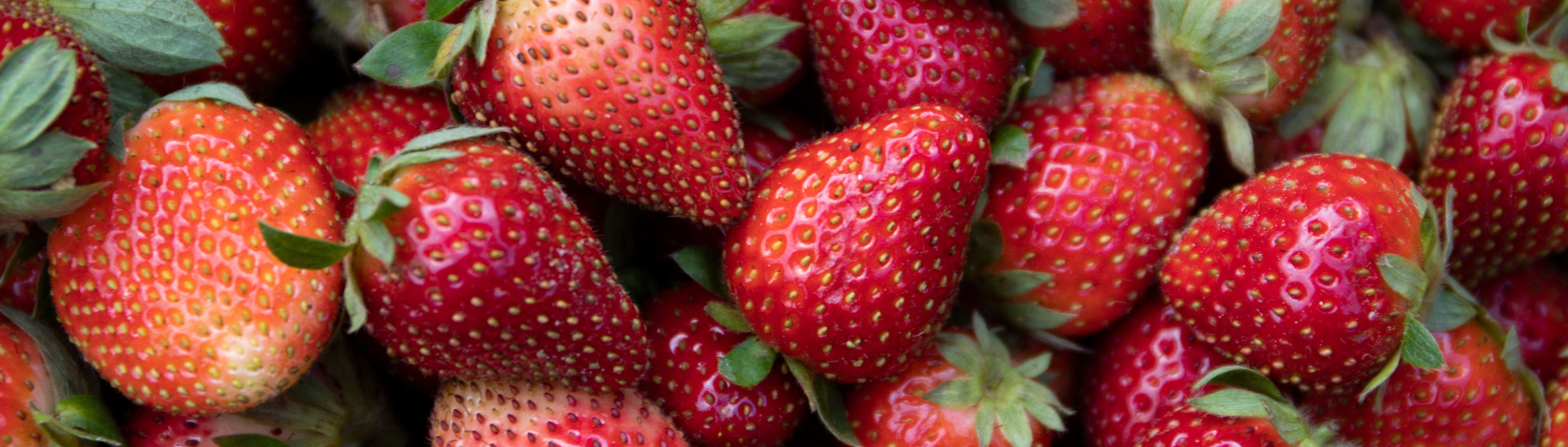 Strawberries from Fresh off the Farm event.