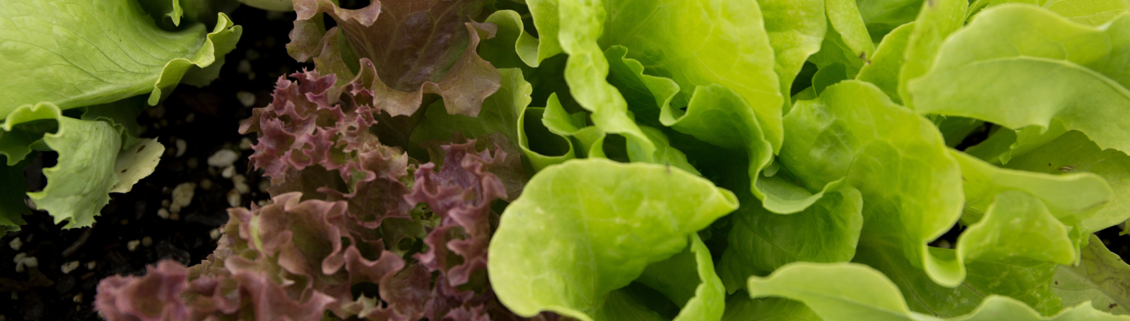 Research lettuce in containers at the EREC in Belle Glade.