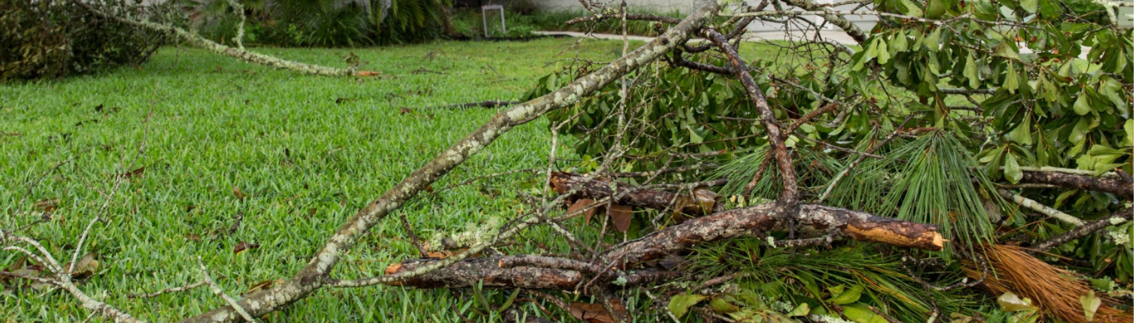 Fallen branches UF/IFAS
