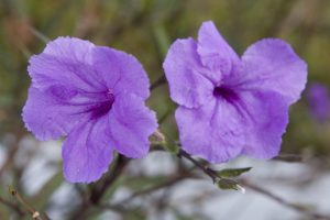 Purple flowers