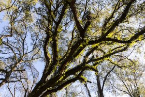 Looking up from the ground into a gnarled oak tree canopy