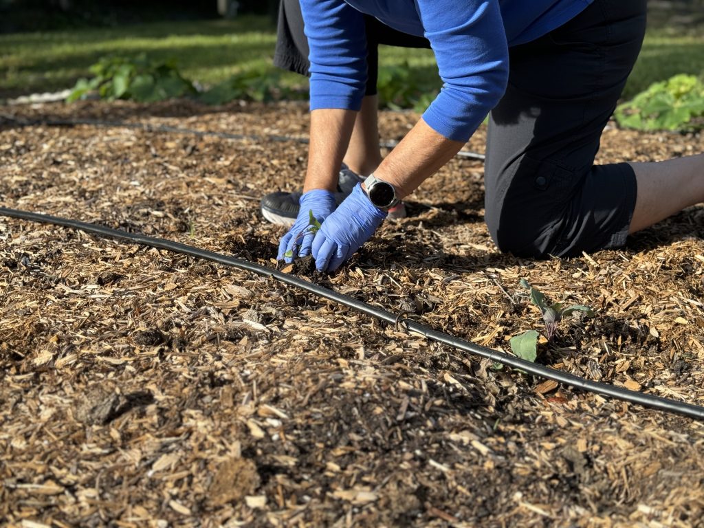a woman's hands are shown planting a small seedling along a drip take into a garden bed.