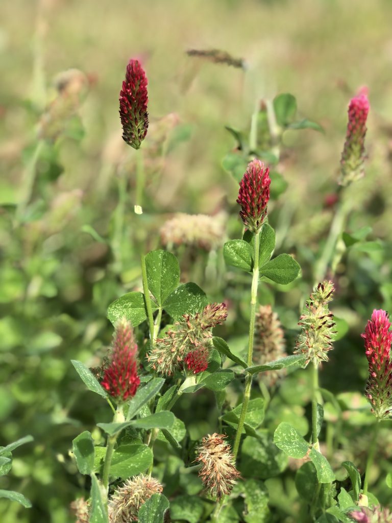 Red flower heads of crimson clover in a garden bed.