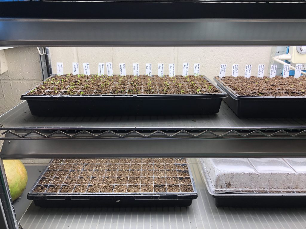 Multiple seed trays with small seedlings on shelves under fluorescent lights.