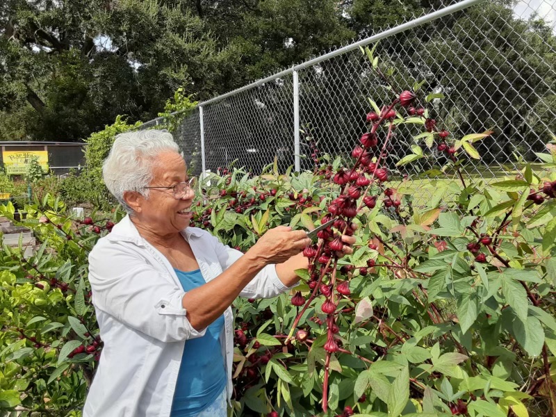 A woman reaching out to harvest deep red roselle calyces.