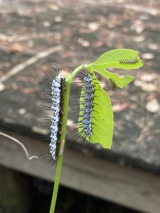 White Caterpillar