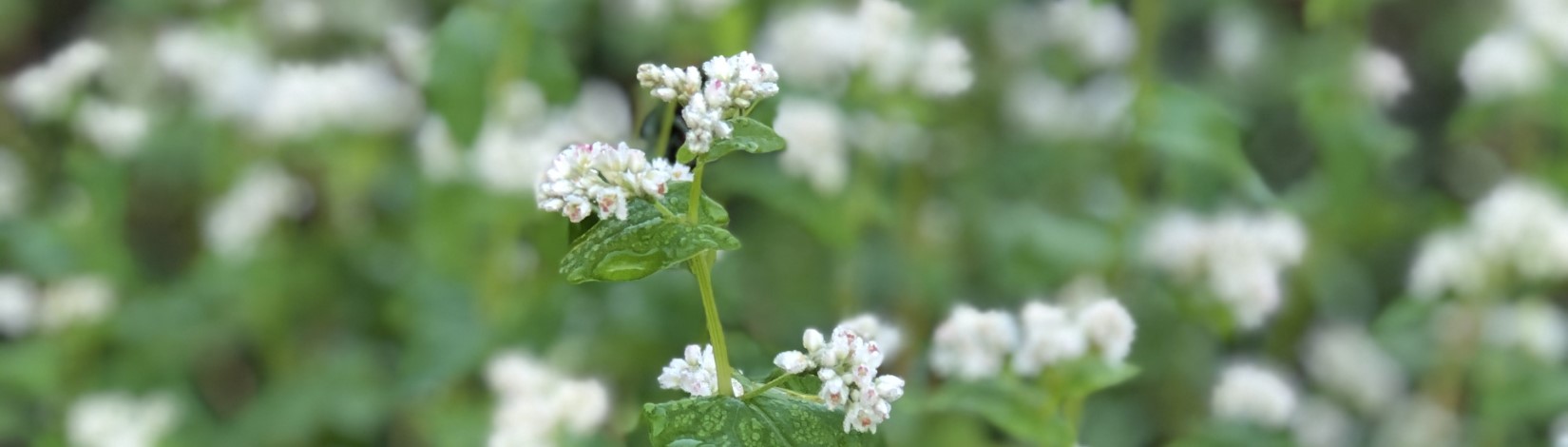 buckwheat plant with white flowers in foreground; more soft focus plants behind; example of a good cool season cover crop